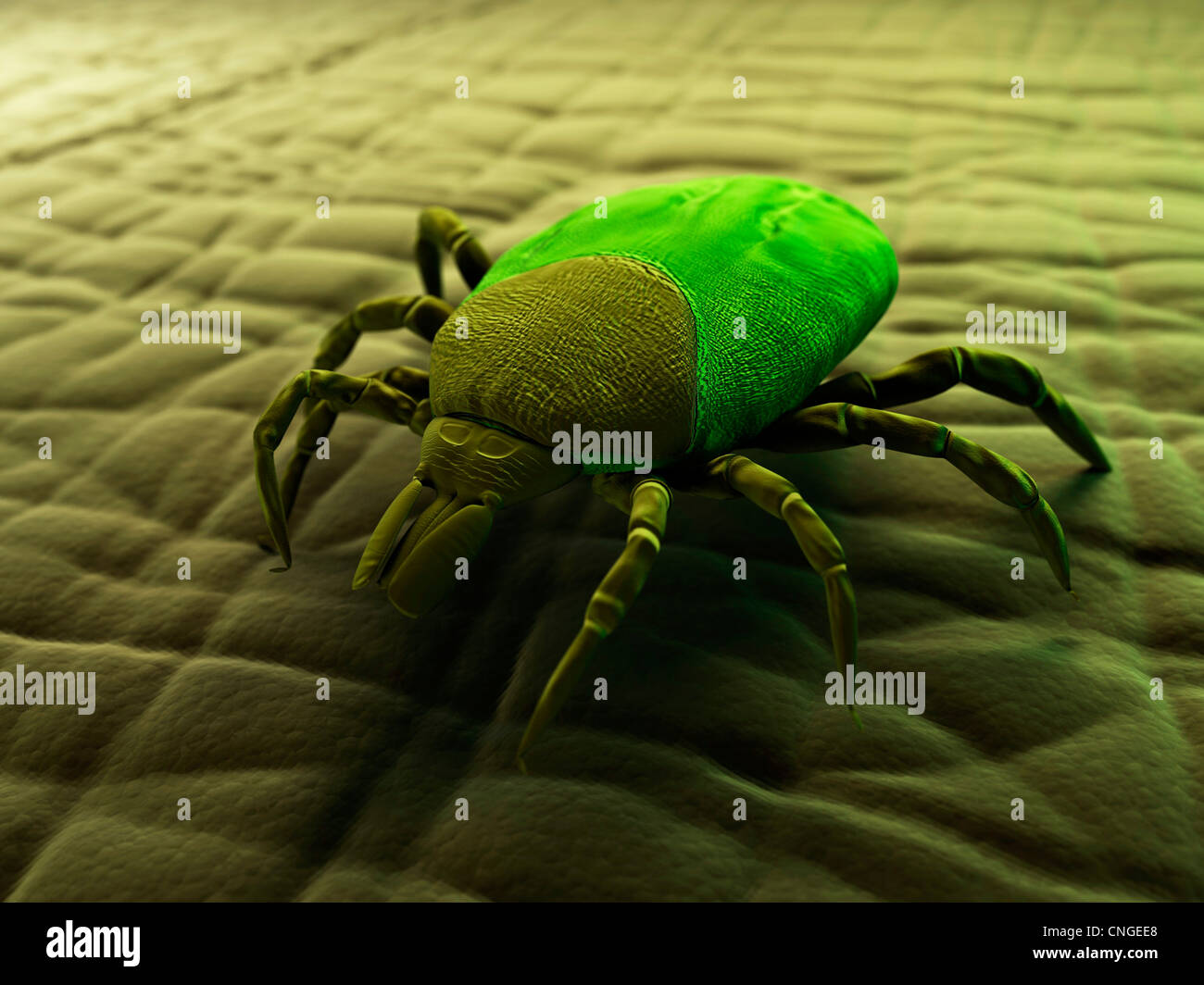 Tick artwork Stock Photo - Alamy