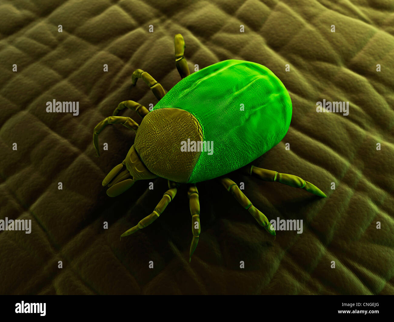Tick artwork Stock Photo - Alamy