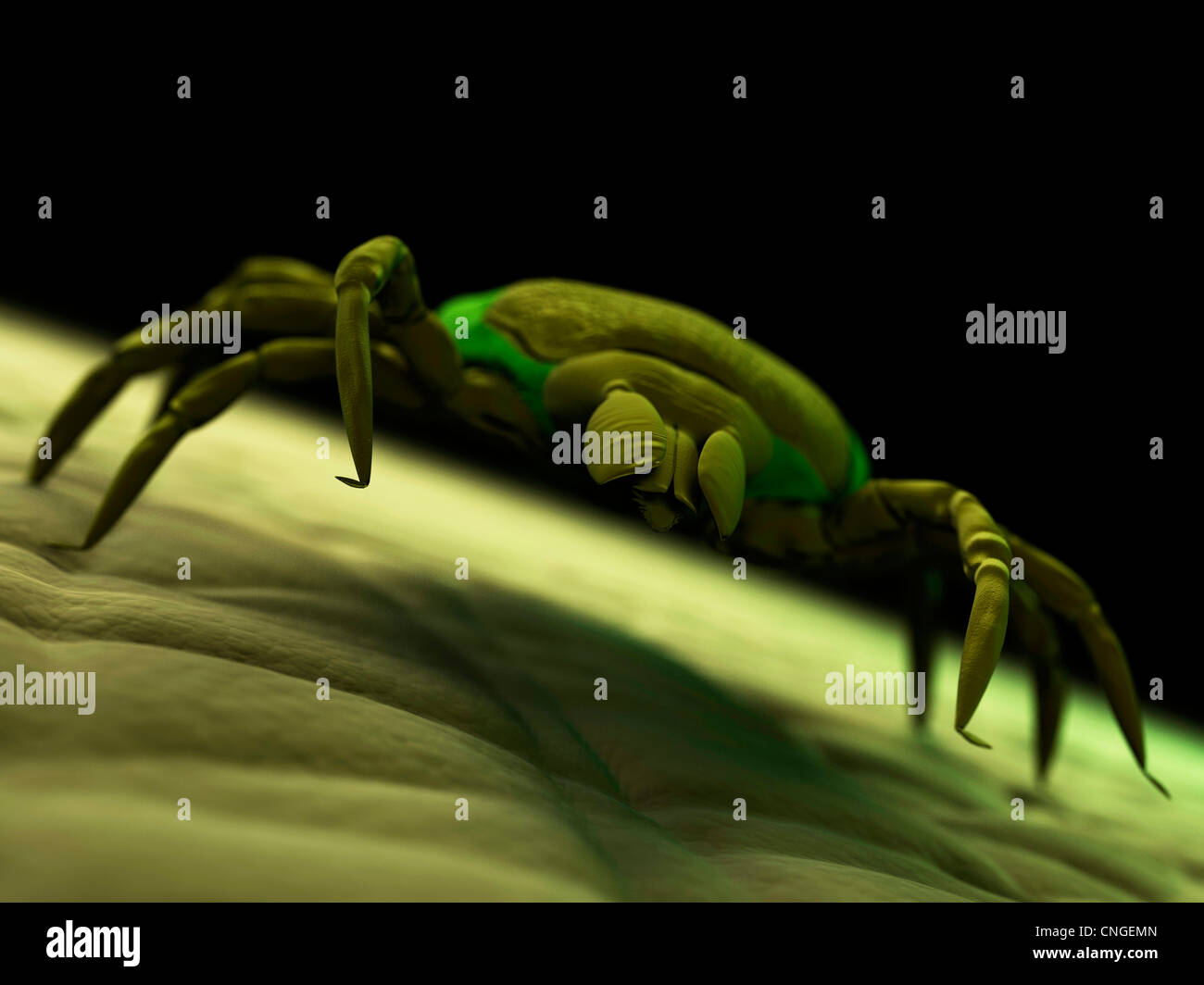 Tick artwork Stock Photo - Alamy
