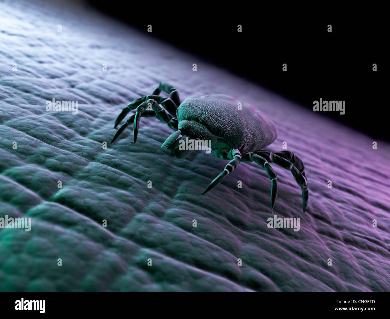 Tick artwork Stock Photo - Alamy