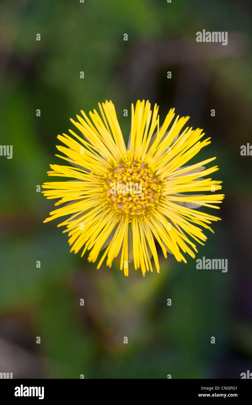 Coltsfoot Tussilago Farfara Close up Of Flower Head Stock Photo Alamy coltsfoot-tussilago-farfara-close-up-of-flower-head-stock-photo-alamy
