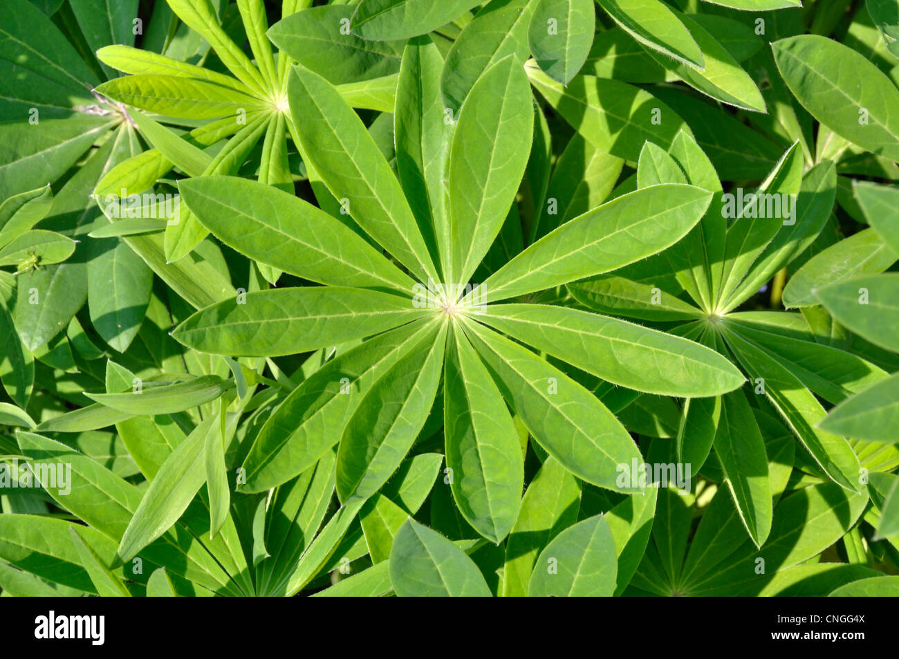 Leaf of Lupinus polyphyllus (Russell Hybrid). Stock Photo