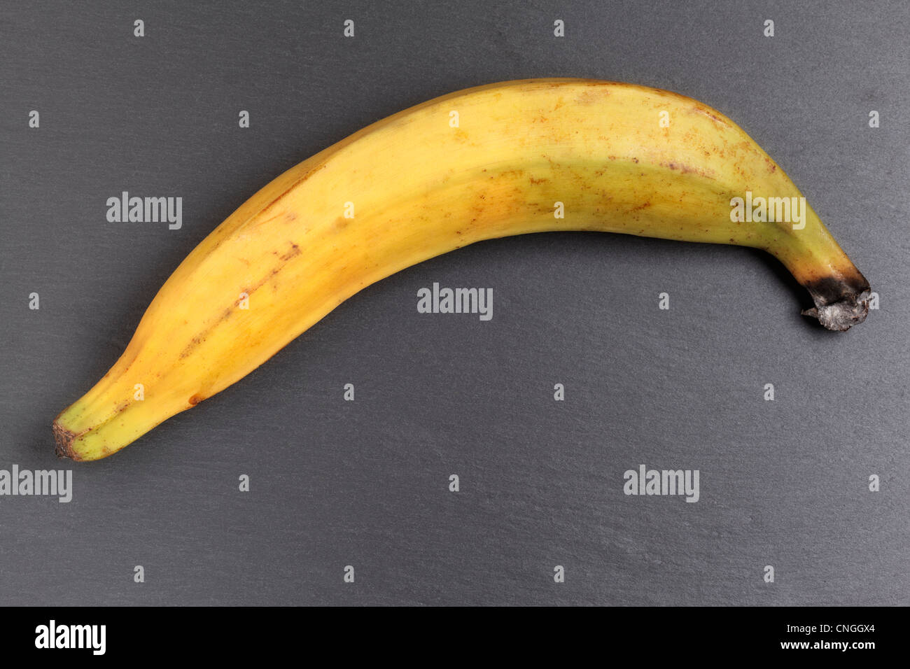 One plantain, also called cooking banana, on a grey background Stock