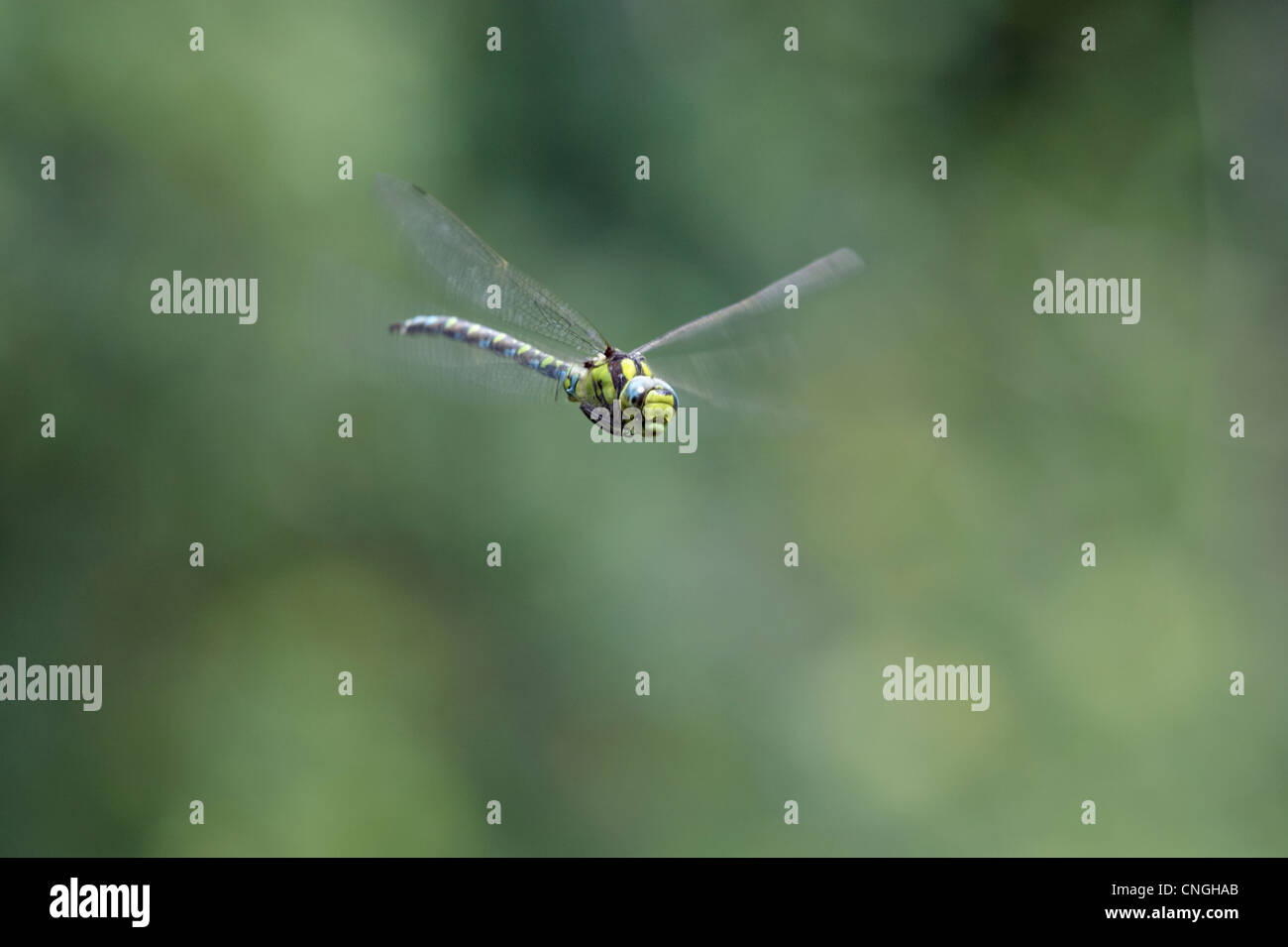 Uk dragonflies hi-res stock photography and images - Alamy