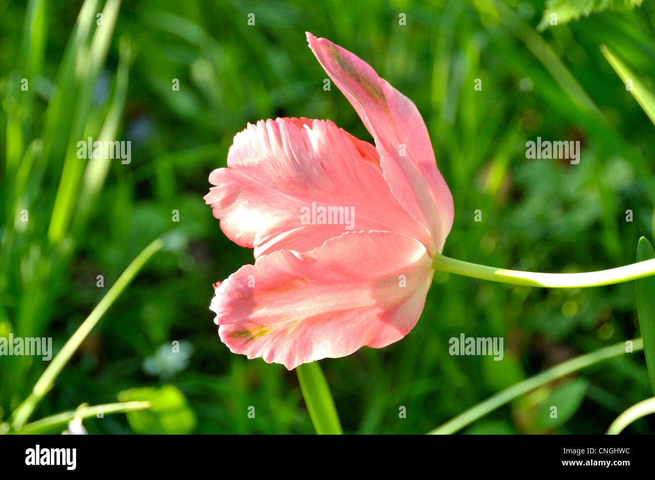 A flower of tulipa, rose color. Stock Photo