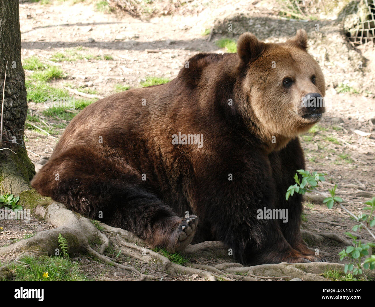 European Brown Bear, Ursus arctos arctos Stock Photo