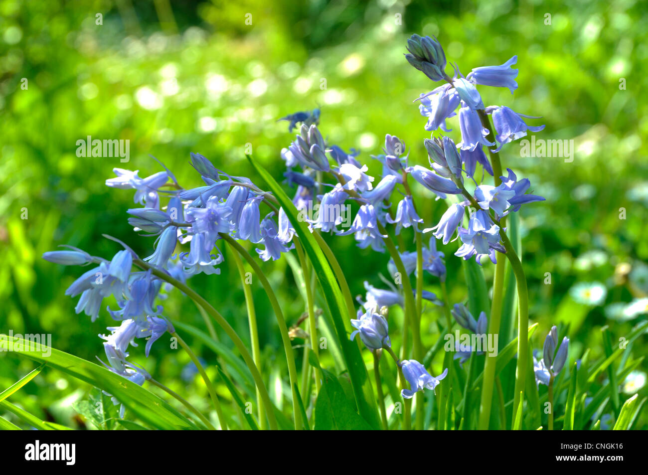 Bluebells  (Hyacinthoides non scripta). Stock Photo