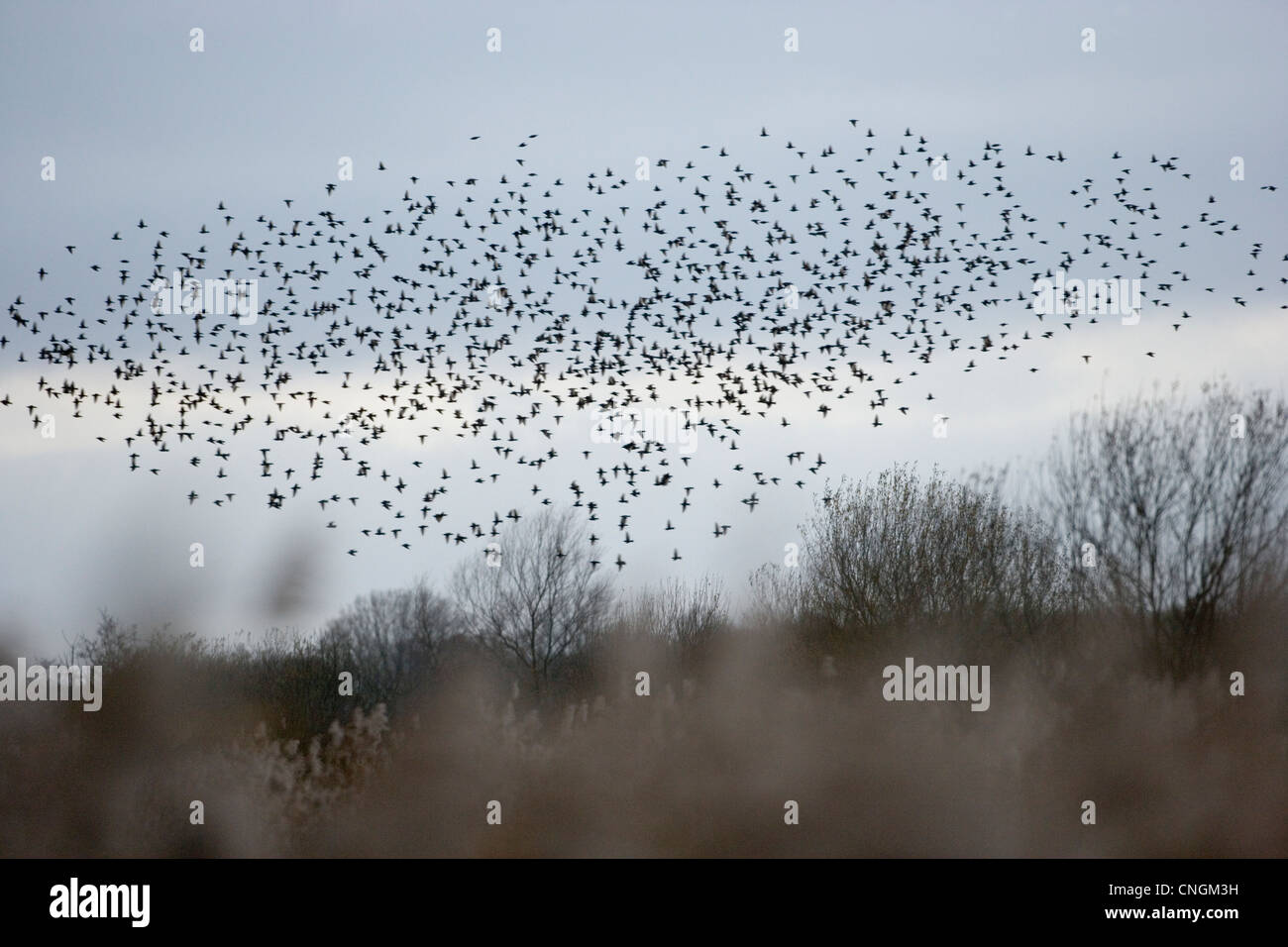 Common Starlings Sturnus vulgaris flying into overnight roost. Somerset, UK. Stock Photo