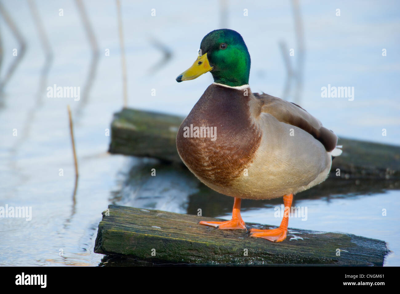 Male Mallard duck Anas platyrhynchos standing on wooden platform. Berkshire, UK. Stock Photo