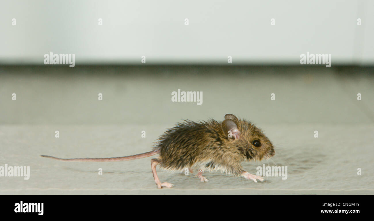 Young House Mouse Mus Musculus running across floor. Berkshire, UK. Stock Photo