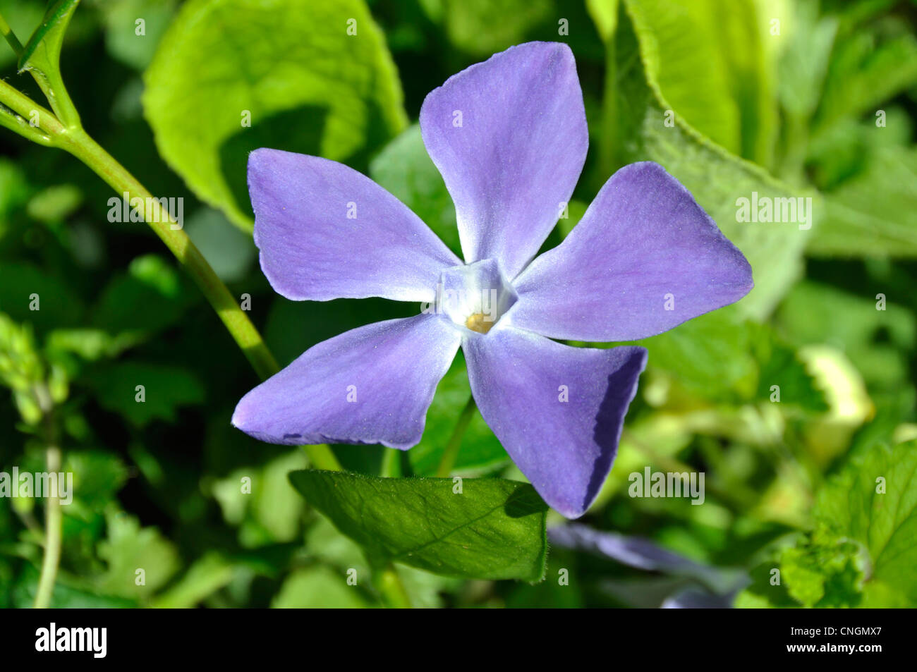 Periwinkle Flower (Vinca sp) in bloom in a garden at spring. Stock Photo