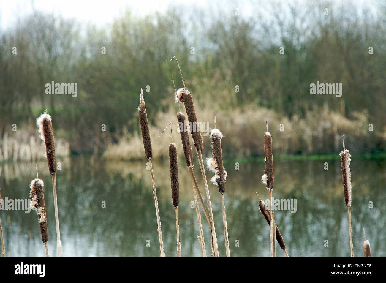 Small Reed Mace Reed mace on the lake hi-res stock photography and images - Alamy
