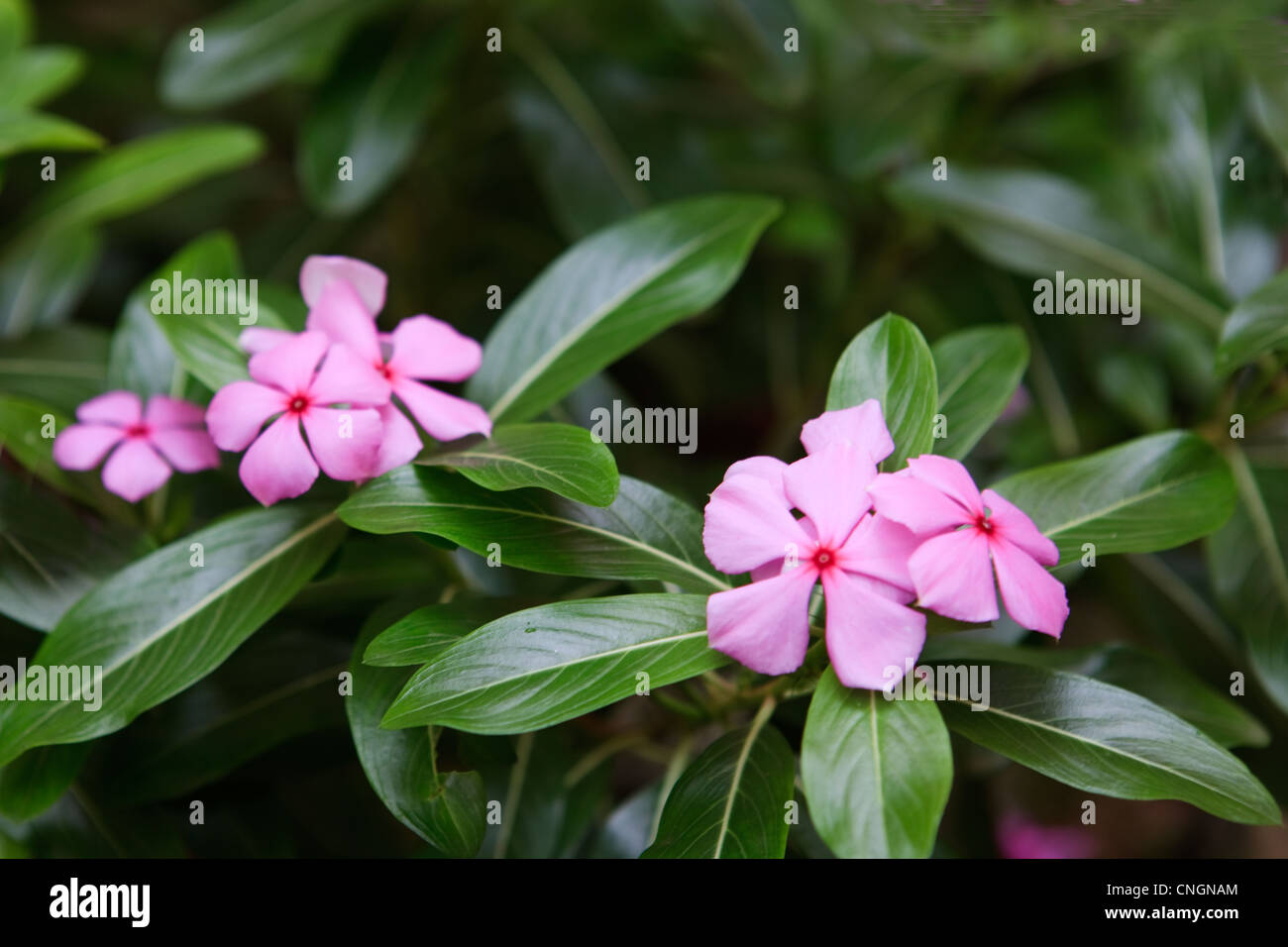 Phlox plants with mauve flowers Stock Photo