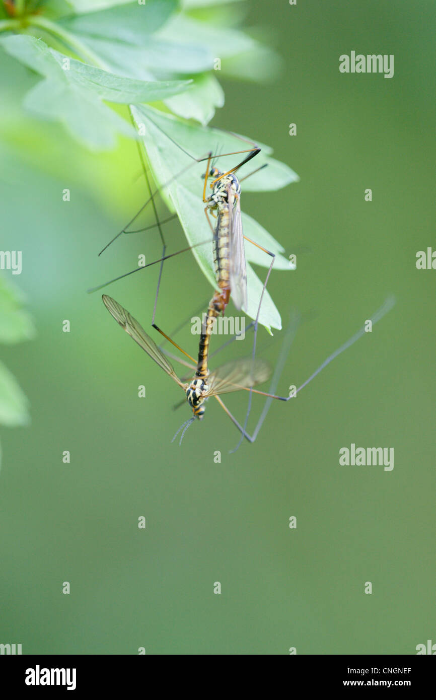 Pair of Spotted Crane-Fly Nephrotoma appendiculata mating. Oxfordshire, UK. Stock Photo