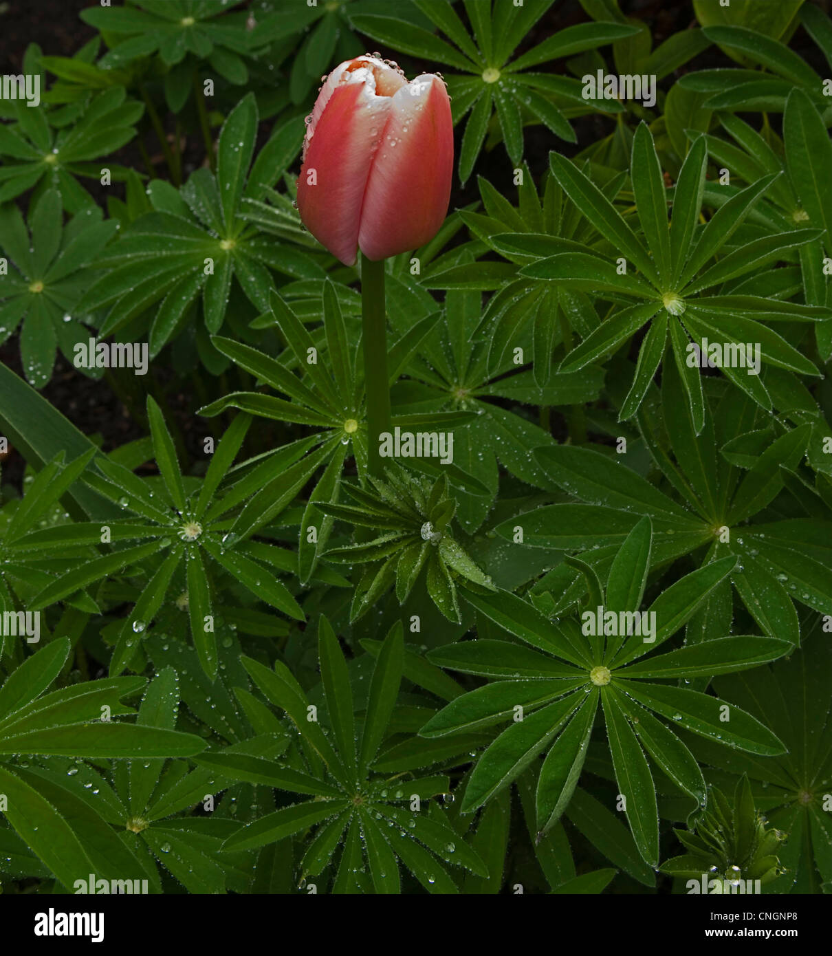Tulip rain hi-res stock photography and images - Alamy