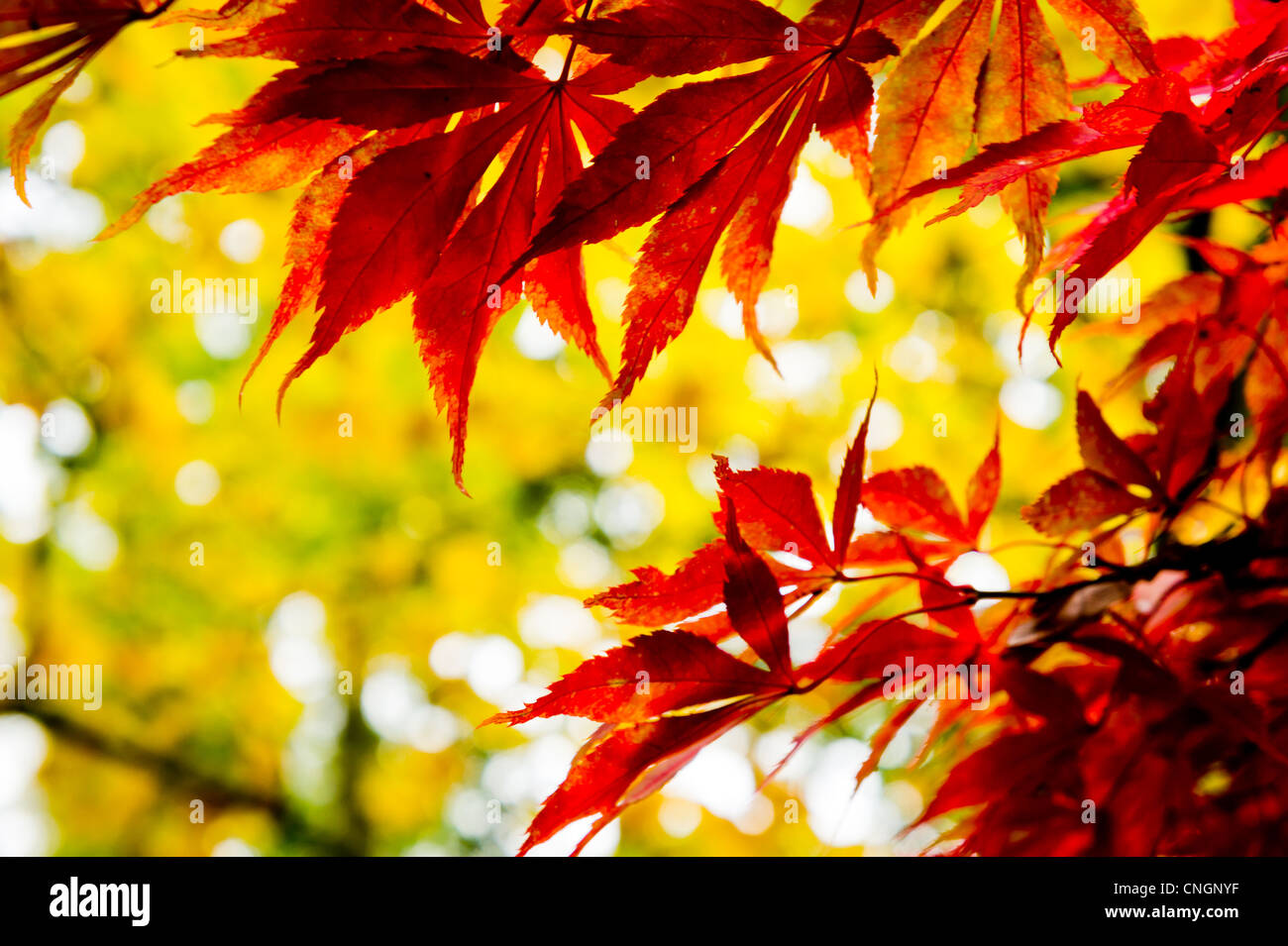 Westonbirt arboretum autumn hi-res stock photography and images - Alamy