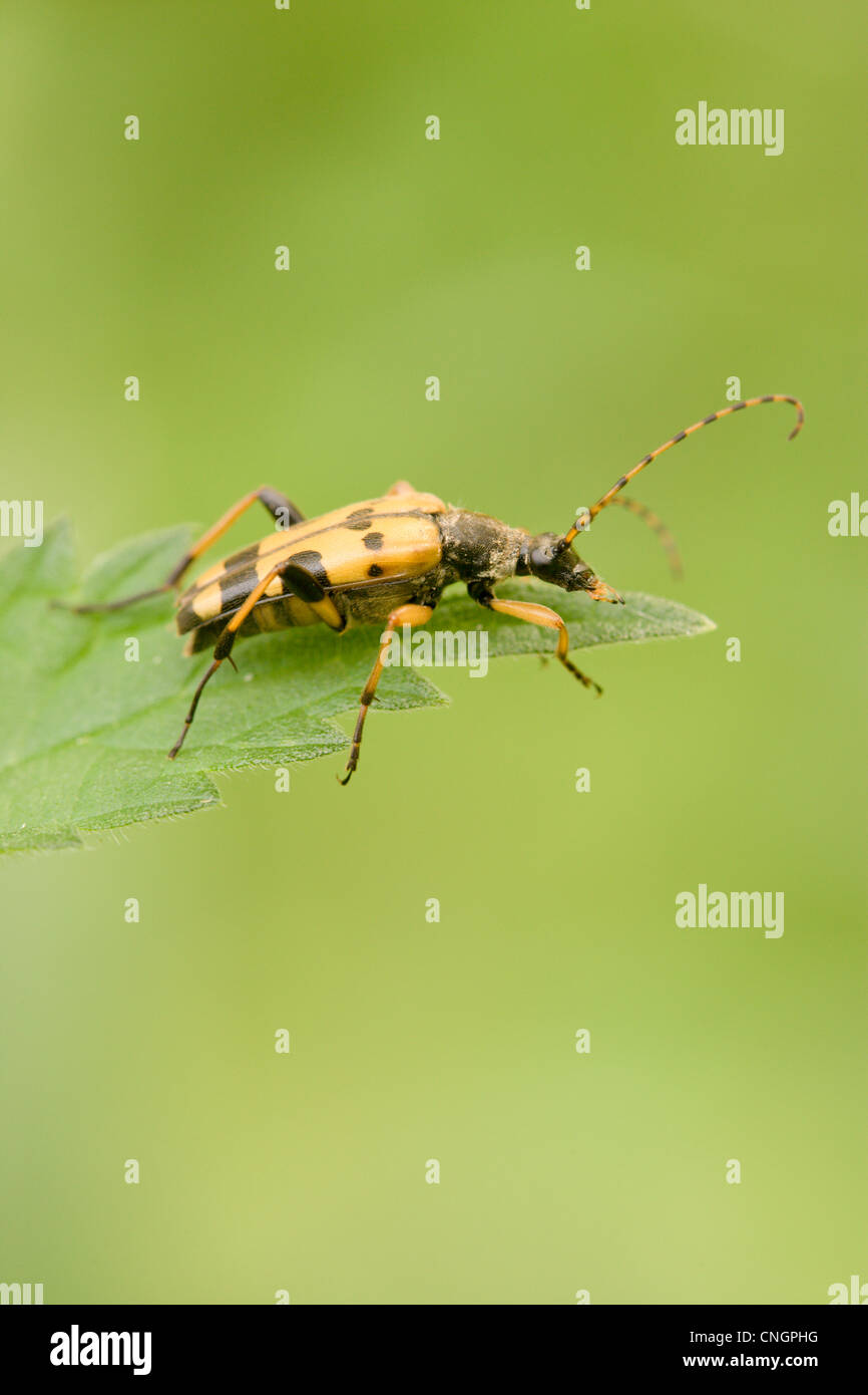 Strangalia maculata beetle. UK. Stock Photo