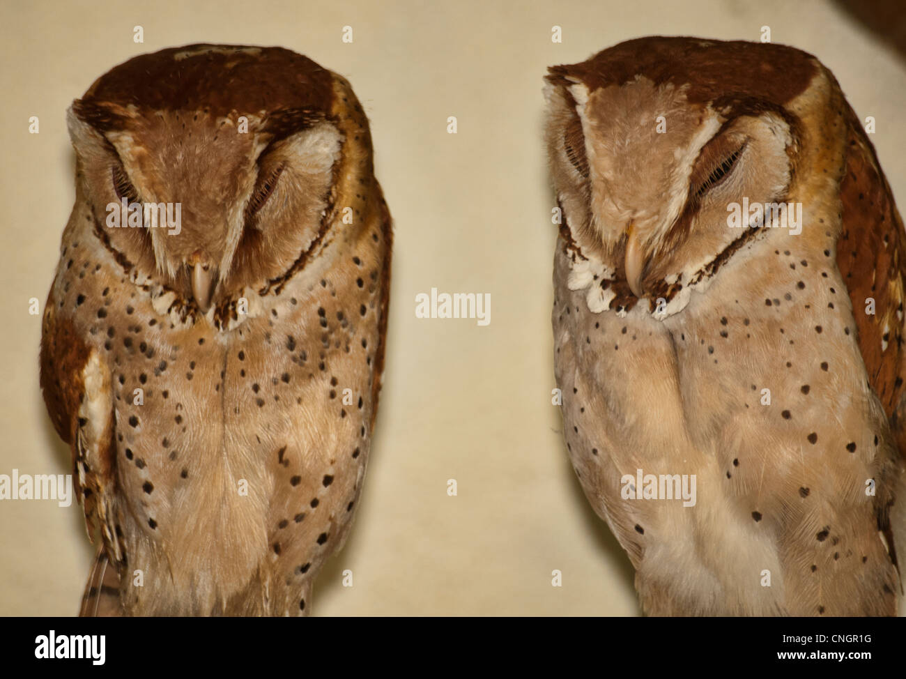 Oriental Bay Owls (Phodilus Badius), Malaysia Stock Photo