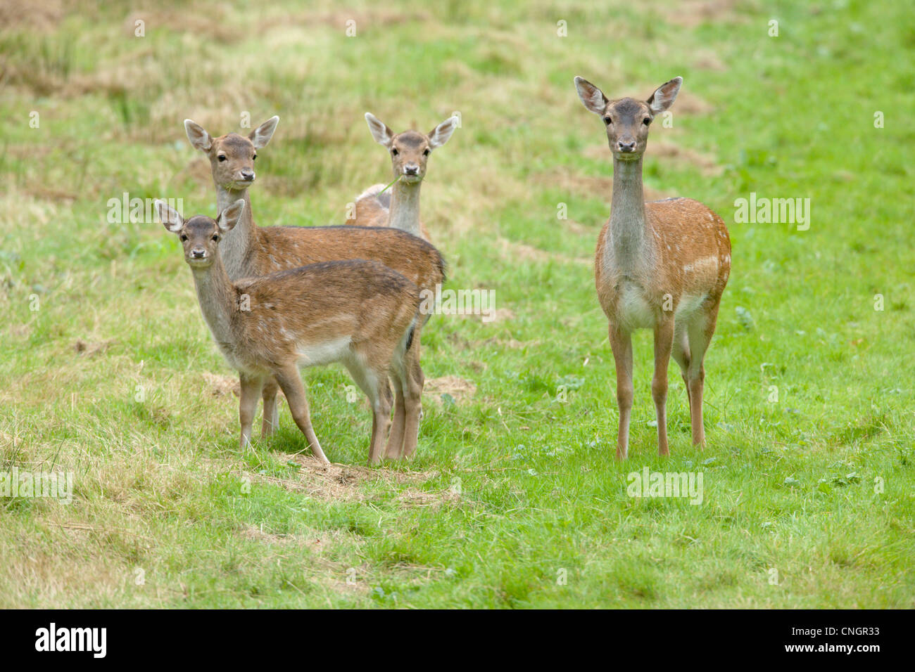 Female Fallow deer doe, Dama dama, and three fawns, in grass ride. UK ...