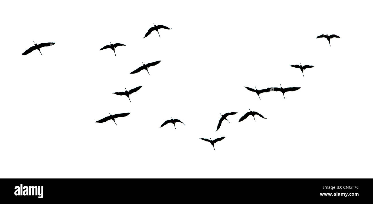 Silhouettes of flying cranes ( Grus Grus ) Stock Photo