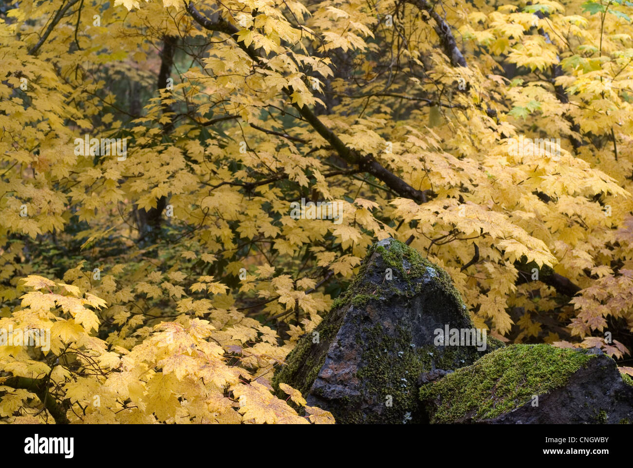 Vine Maples High Resolution Stock Photography and Images - Alamy
