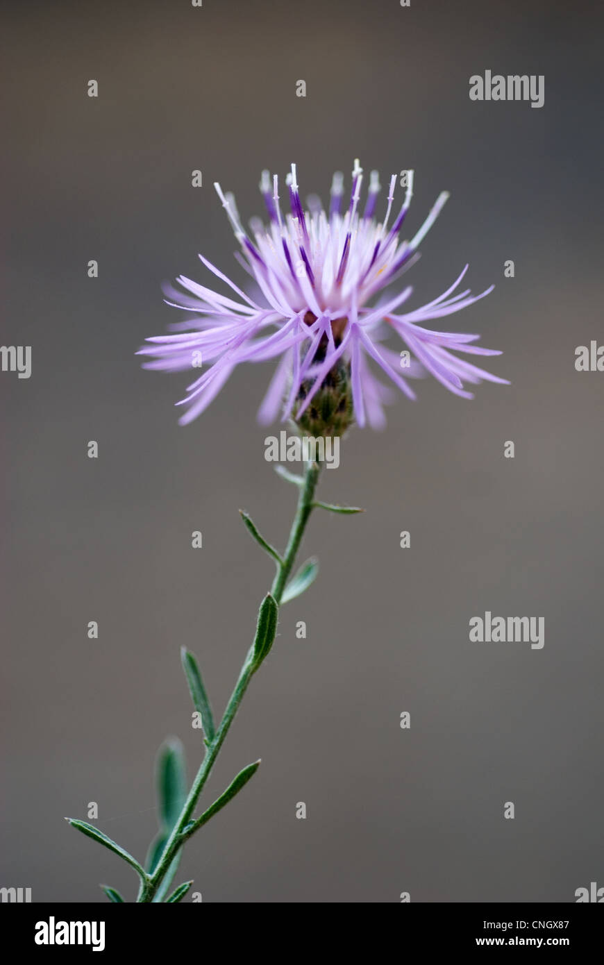 Close-up shot with shallow depth of field of the bloom of the invasive, noxious weed, Spotted Knapweed. Stock Photo