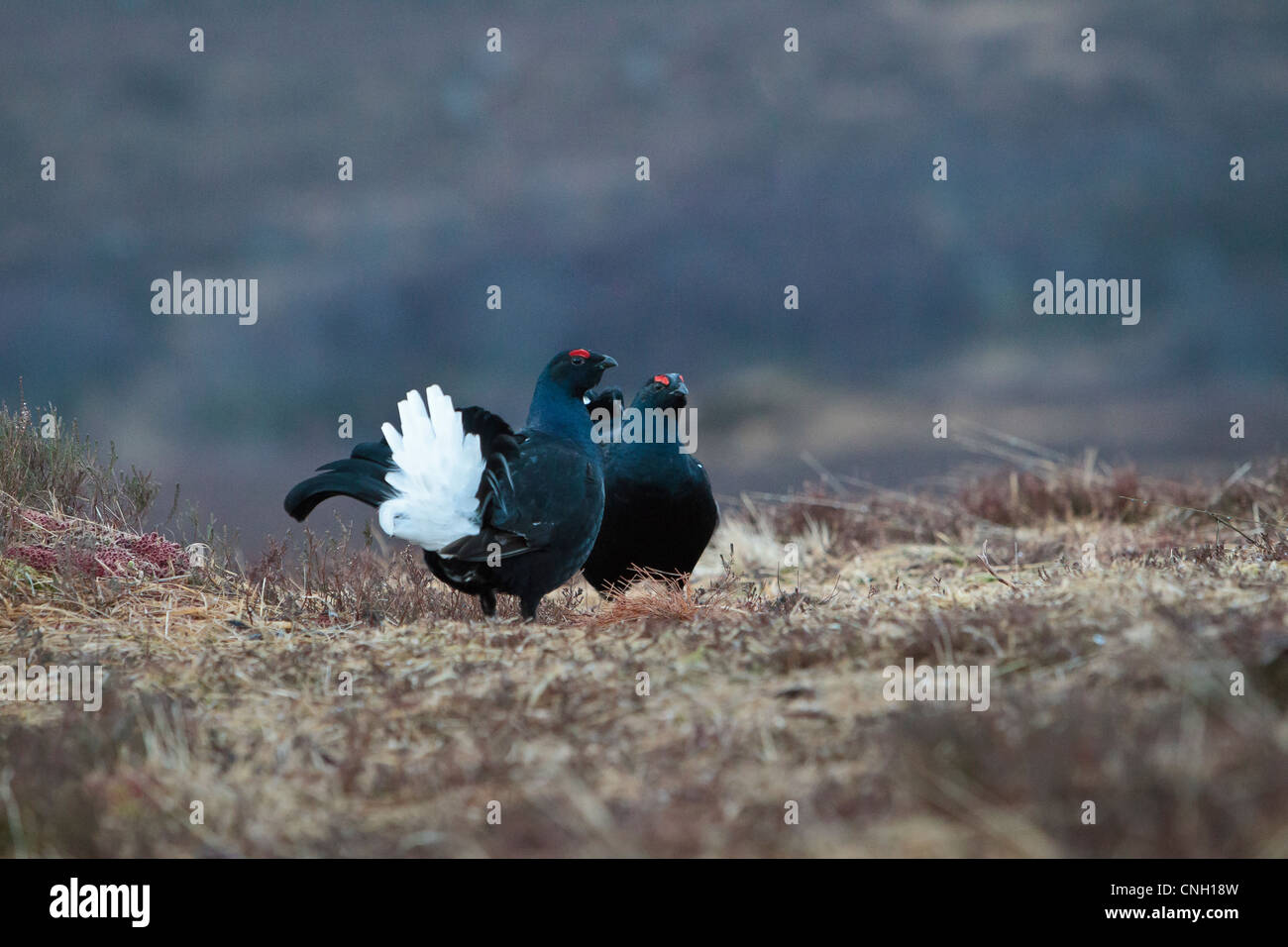 Black grouse at lek on a Scottish moorland Stock Photo