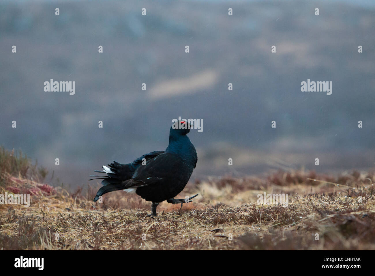 Black grouse at lek on a Scottish moorland Stock Photo