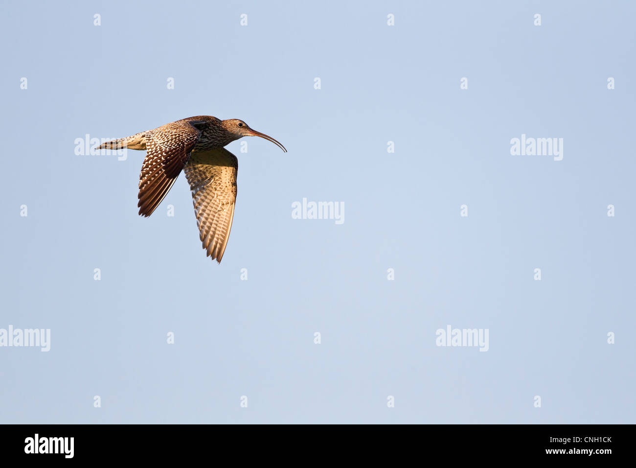 Curlew in flight against a clear blue sky Stock Photo