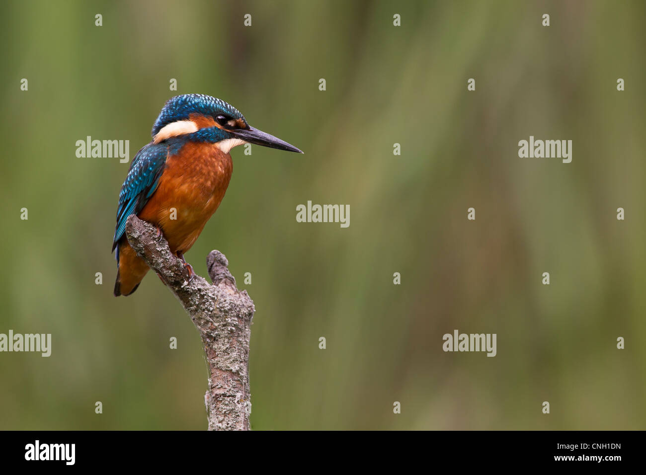 Kingfisher, Alcedo atthis, perched over a lake Stock Photo