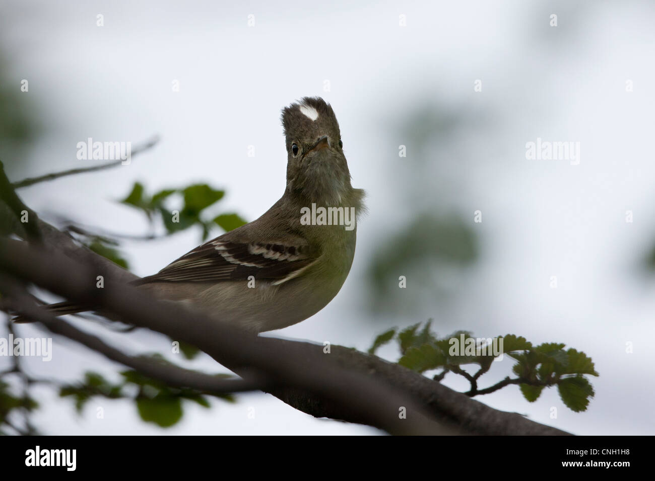 White-crested Elaenia (Elaenia albiceps chilensis), White-crested subspecies at Tierra del Fuego National Park, Argentina. Stock Photo