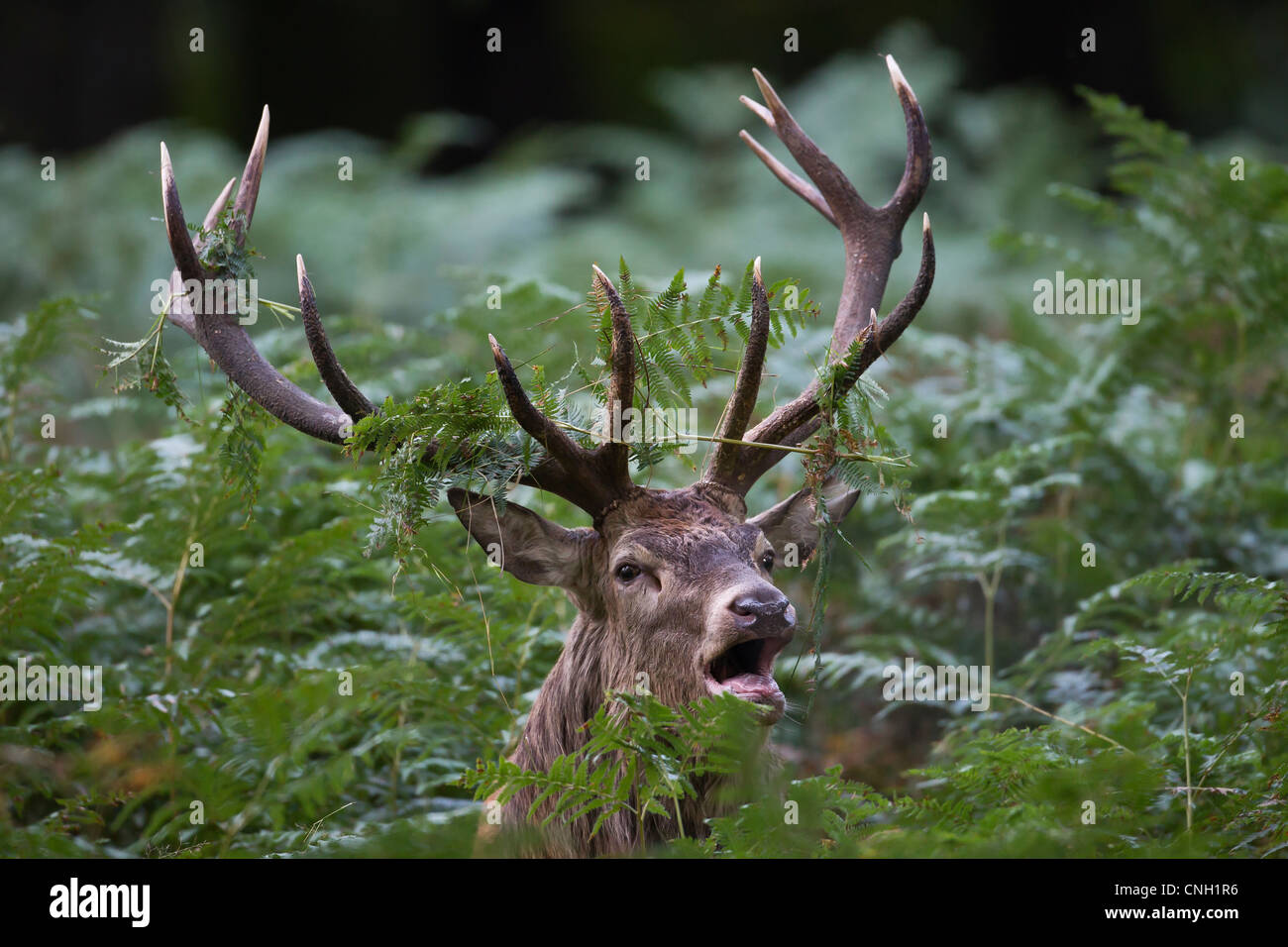 A red deer stag prepares to rut by charging through undergrowth and gathering ferns in its horns Stock Photo
