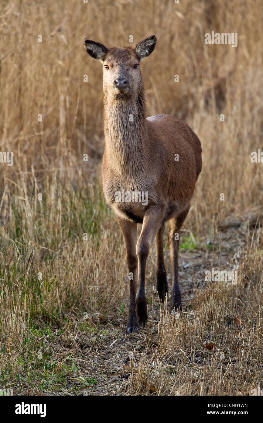 Red deer staring at the camera against a reed bed background Stock Photo