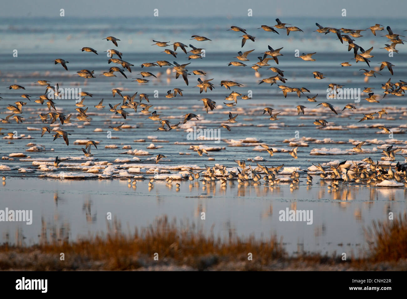 Large flocks of knot and other wading birds fly over the beach at Snettisham in Norfolk Stock Photo