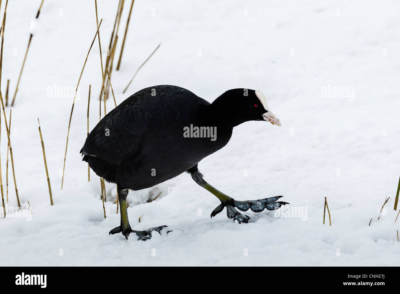 Coot walking in snow with large feet exposed; Norfolk England UK Stock Photo