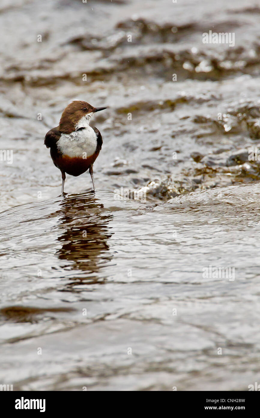 Dipper(Cinclus cinclus) perched on a rock on a fast flowing Scottish river Stock Photo