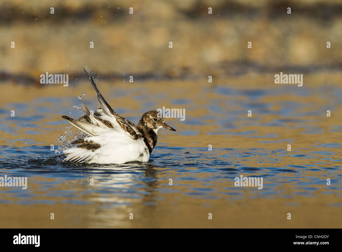 Turnstone bathing in a small pool Stock Photo