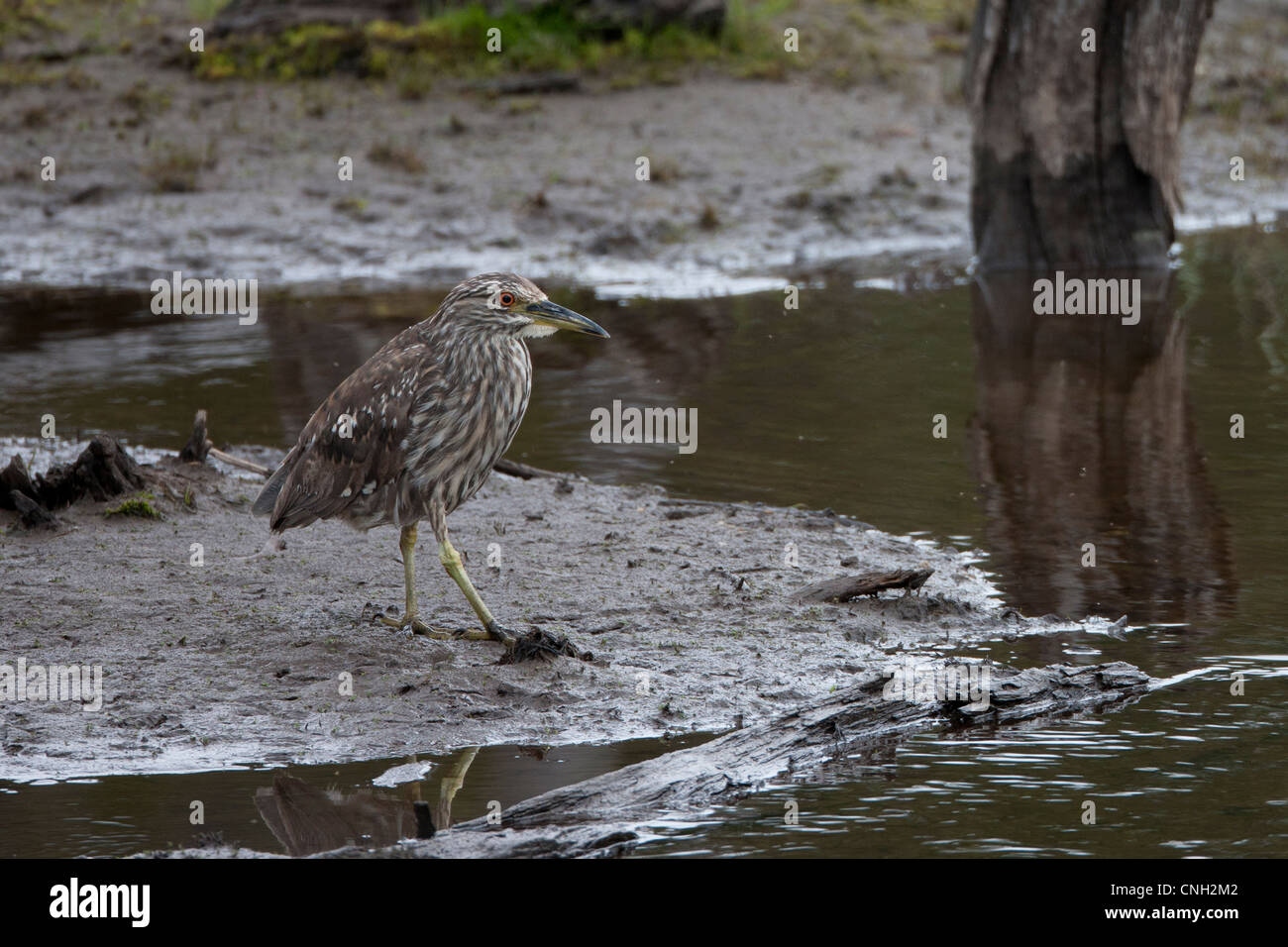 Black-crowned Night-Heron (Nycticorax nycticorax obscurus), Dusky subspecies juvenile Stock Photo