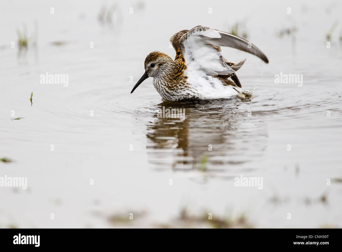 Dunlin bathing in a small pool in North Uist Scotland UK Stock Photo