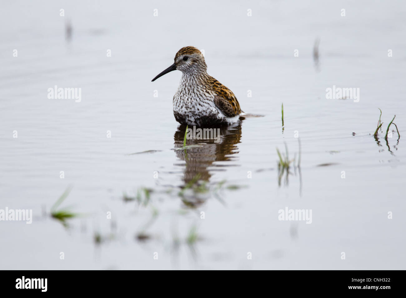 Dunlin bathing in a small pool in North Uist Scotland UK Stock Photo