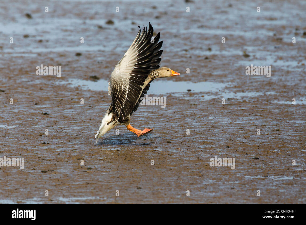 Undercarriage Down For Landing Hi res Stock Photography And Images Alamy undercarriage-down-for-landing-hi-res-stock-photography-and-images-alamy