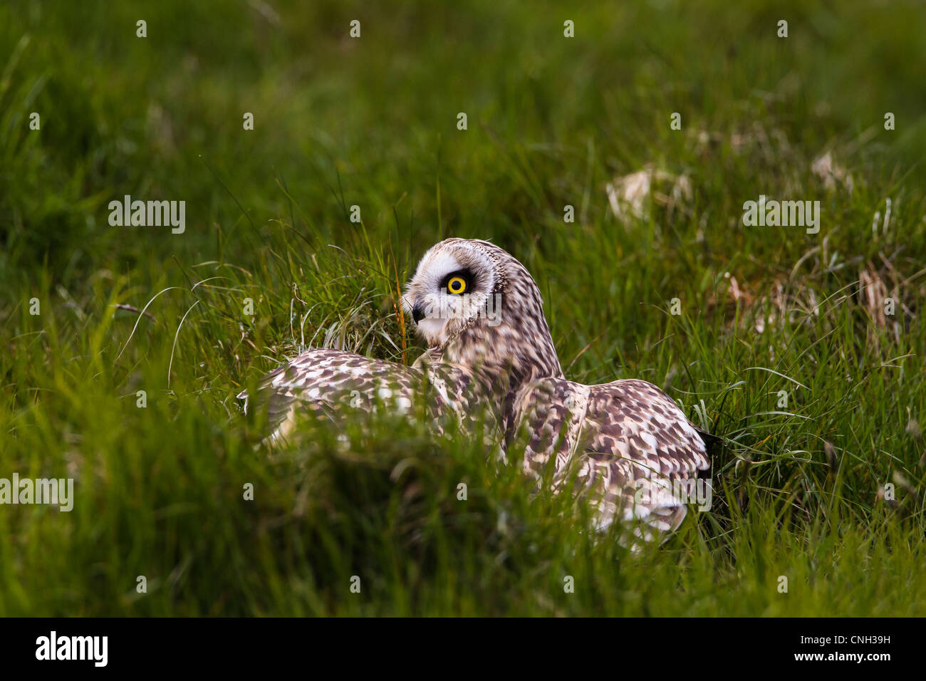Short eared owl on the ground in grassy moorland in North Uist Scotland UK Stock Photo