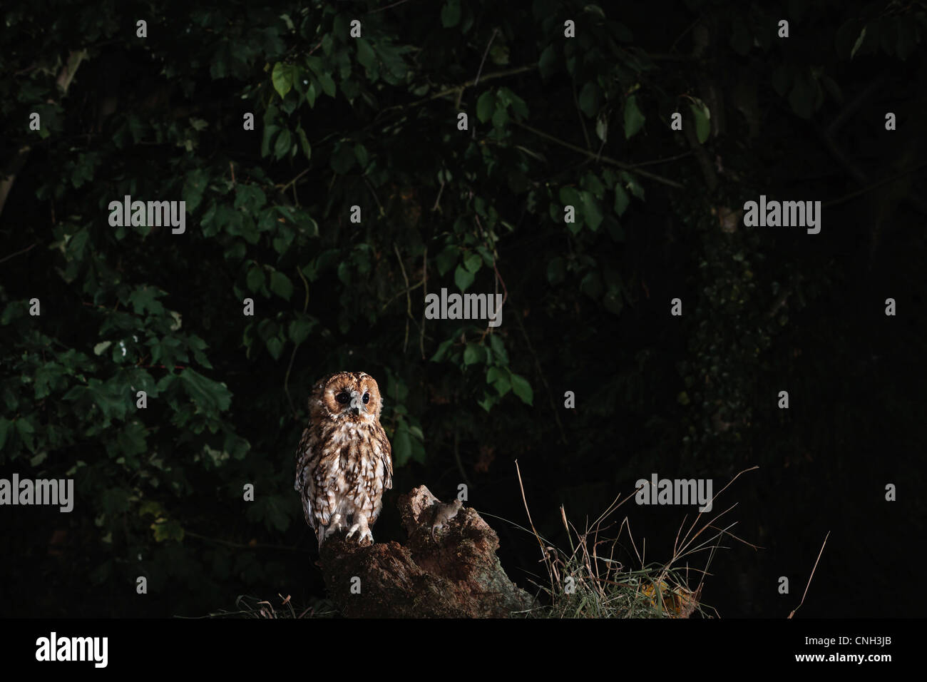 A wild and fstrixree tawny owl posing on old tree stump at night. Stock Photo