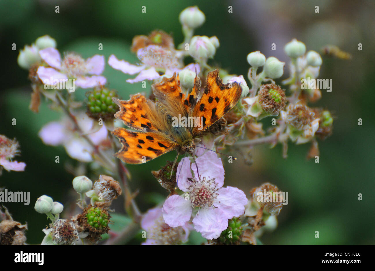 A COMMA BUTTERFLY FEEDS ON BRAMBLES AT PORTCHESTER, HAMPSHIRE Stock Photo