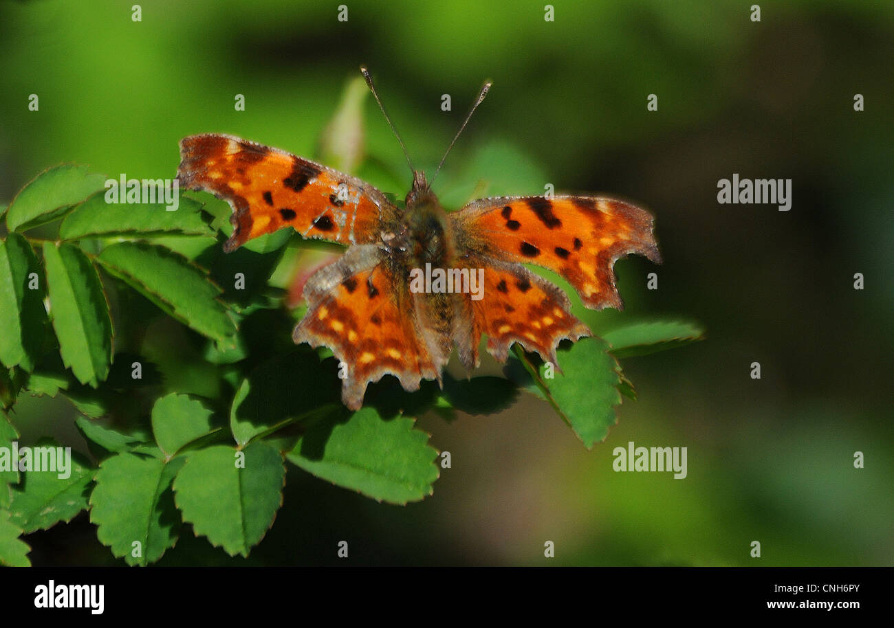 A COMMA BUTTERFLY FEEDS ON BRAMBLES AT PORTCHESTER, HAMPSHIRE Stock Photo