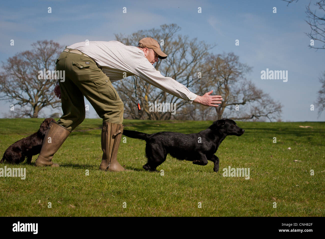 Gundog/ Dog Trainer with Black Labrador and Cocker Spaniel sending away in country setting during training session Stock Photo