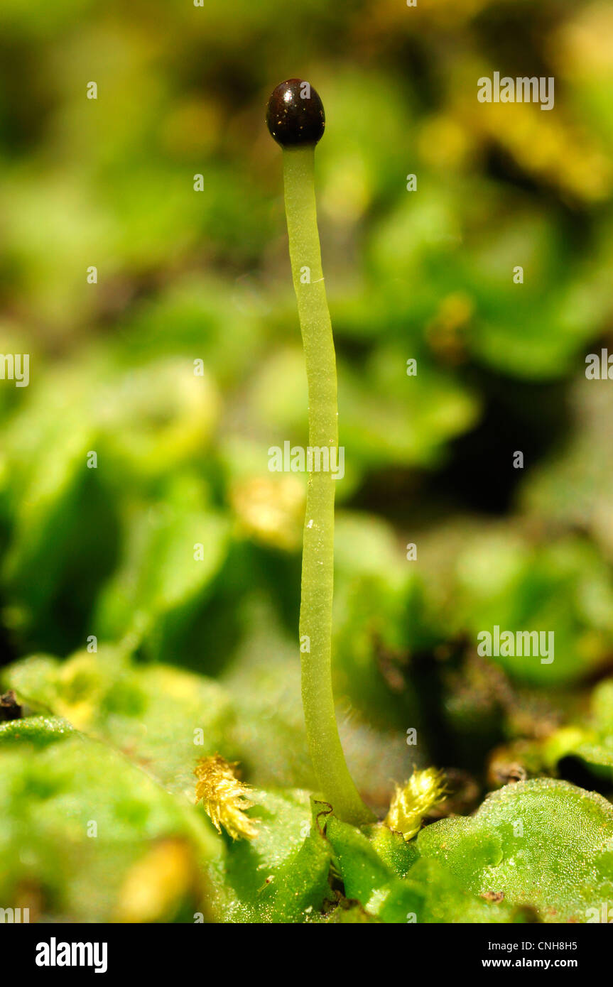 Common Pellia (Pellia epiphylla) Stock Photo