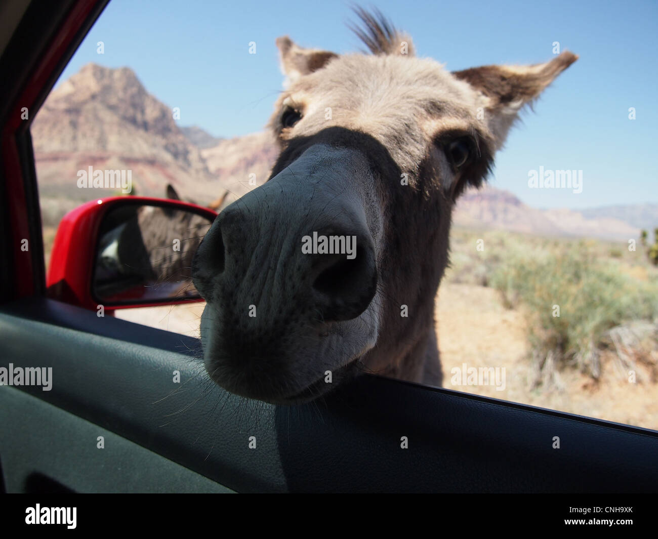 Burro donkey poking nose into car Stock Photo