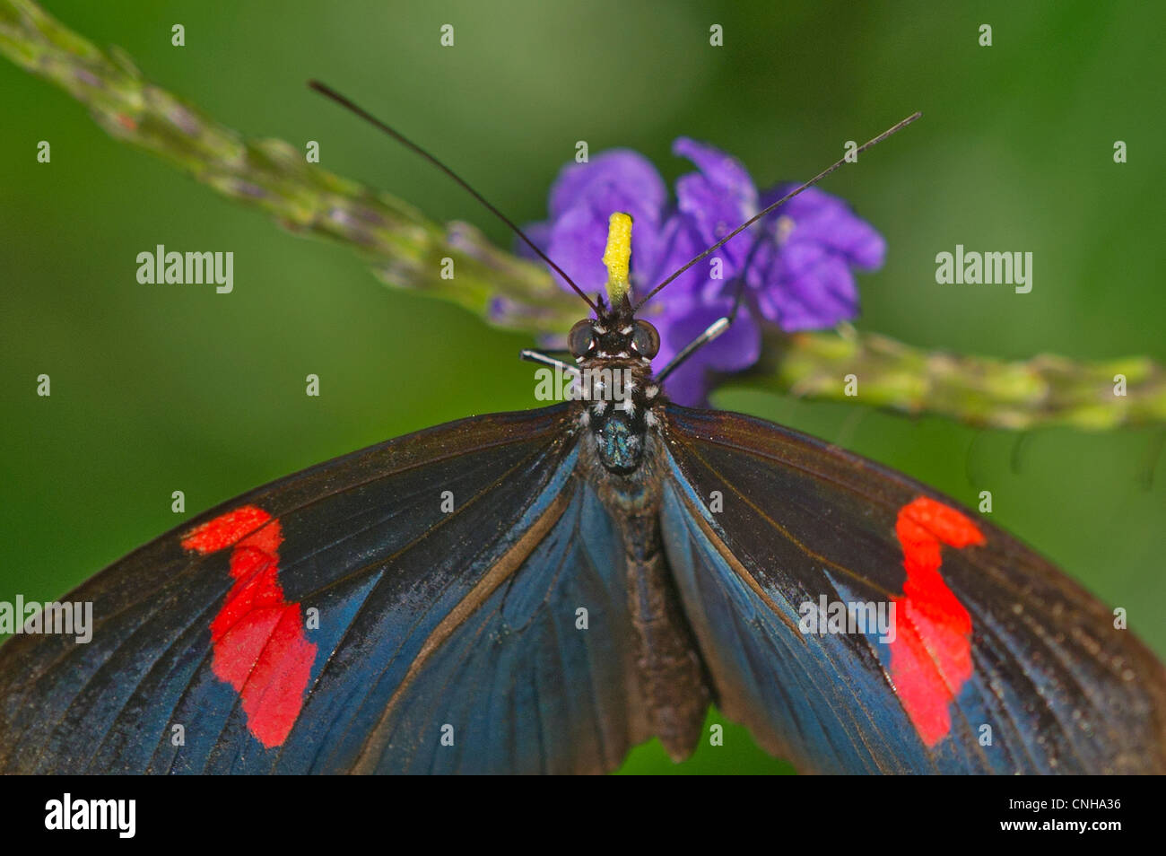 postman butterfly pictures