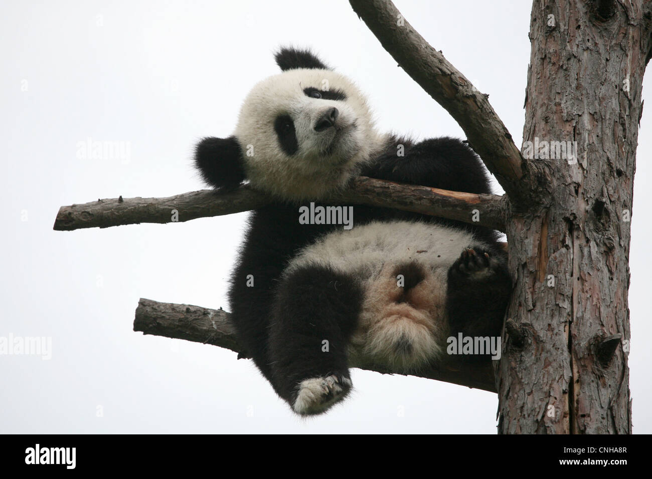 Fu Long the Giant panda cub enjoys in his enclosure at Schonbrunn Zoo in Vienna, Austria. Stock Photo